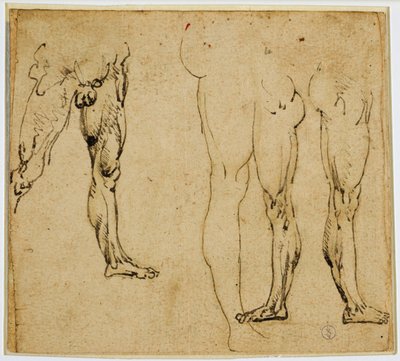 Studies of manly legs, c. 1485-1487 by Leonardo da Vinci